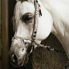 تصميمات الخيول العربية