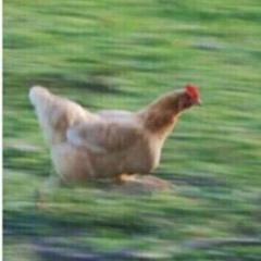 FREE FOLLOW FOR LIKE