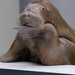 Steel Walrus