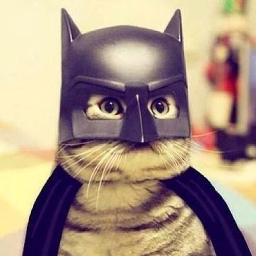 Кот бэтмен
