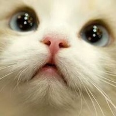 José Marcelo Condori