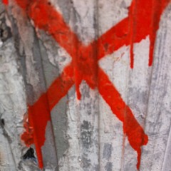 Xentiment