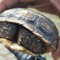 Mr.Turtle