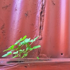 Zeny May Dy Recidoro