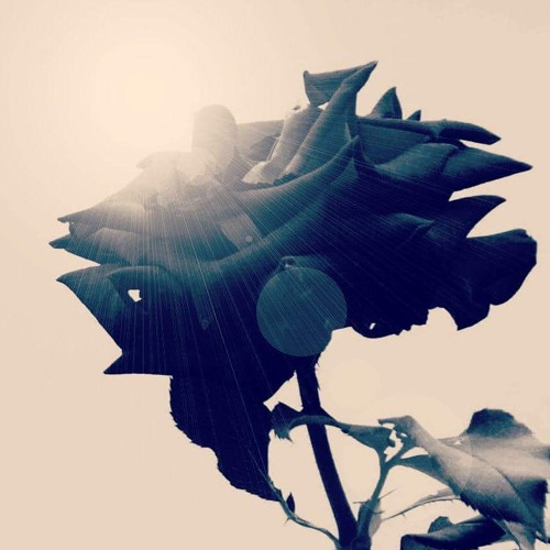 Rose Noir’s avatar