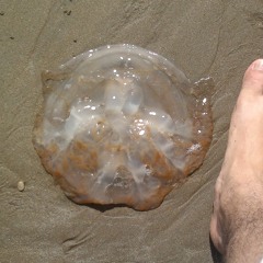 Del Turquito Records