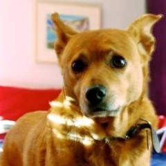 Bruno Sweetdog [the dog]