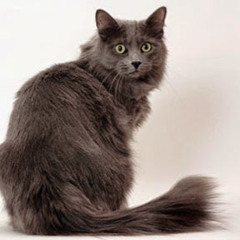 Béquat Réquat