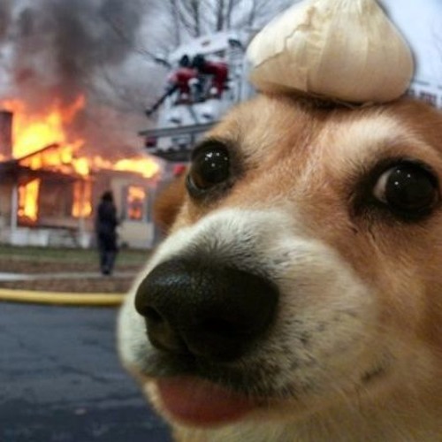 Stream Despacito Hian Edition by Garlic Dog Listen online for free