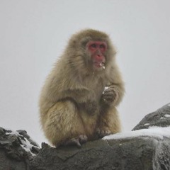theMonkeyKing