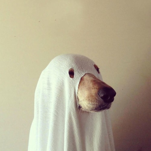 le chien fantôme’s avatar