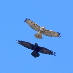The Eagle and The Raven Band-(tm)