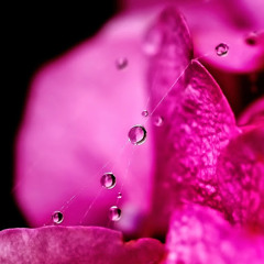 Юлия Цыганова