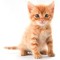 Kitten