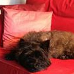 Suzanne Balan-Holzapfel