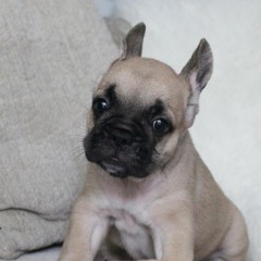 StubbornFrenchie