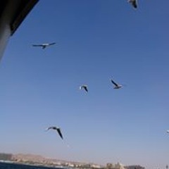 Mostafa Bashir