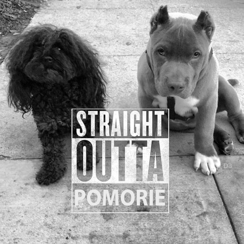 Are Staffordshire Terrier Vocal