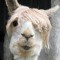 Stellar Llama