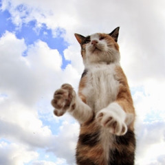 Никита Соломкин