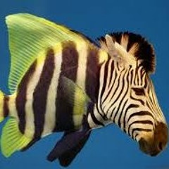FlyingZebraFish