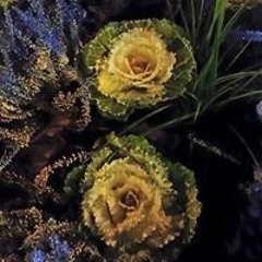 ถวิน ผาเลา