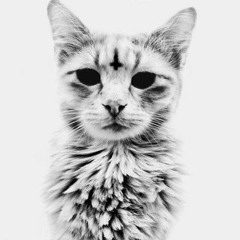 catz1lla
