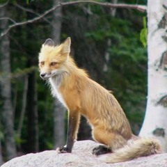 brewfox