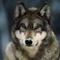 [WAVE] JAO WOLF