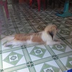 khanh