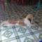 khanh