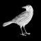 White Crow