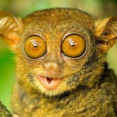 I'm Going To The Zoo (Half-Japanese Cover)