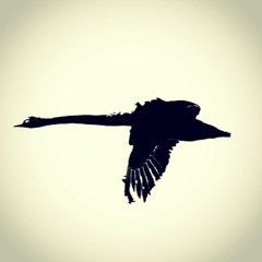 The Black Swan Projekt