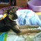 Panna