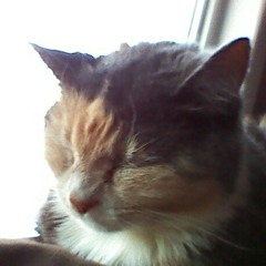 The_sleepy_cat