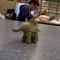 Tiny Elephant