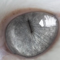 loreeapshelton72