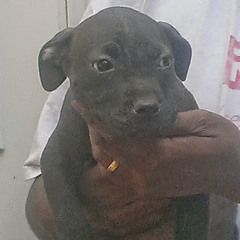 Bstyle Kennels