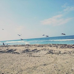 محمد ايوب سورة إبراهيم