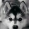 husky lover