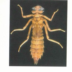 $$bitchesandthagovernment