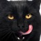 DarkCatDJ