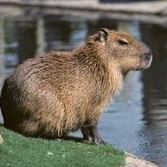 capybara