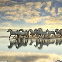 الهوى غلاب صوت ليلى غفران