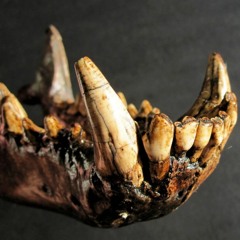 TEETH