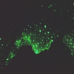 ebony v | sofrito babe