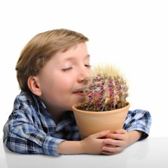 Pink Cactus
