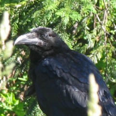 AmishRaven