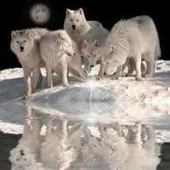 Empeiria Wolf
